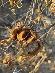 Diphysa occidentalis