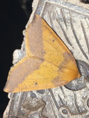 Neoterpes edwardsata