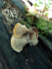 Inonotus cuticularis