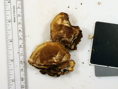 Inonotus cuticularis