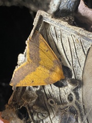 Neoterpes edwardsata