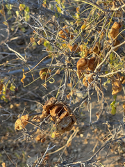 Diphysa occidentalis