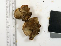 Inonotus cuticularis