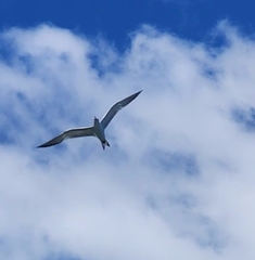 Thalasseus maximus