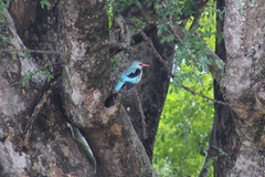 Halcyon senegalensis