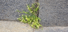 Sagina procumbens