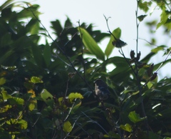 Pyrrhula pyrrhula griseiventris