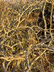 Ibervillea sonorae