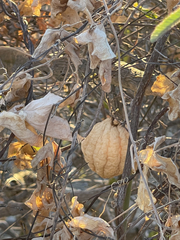 Ibervillea sonorae