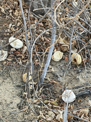 Ibervillea sonorae