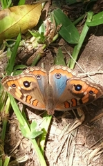 Junonia genoveva hilaris