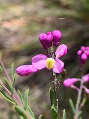 Comesperma retusum