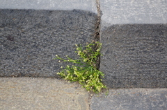 Sagina procumbens