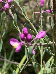 Comesperma retusum