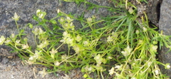 Sagina procumbens