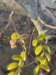 Erythrostemon pannosus