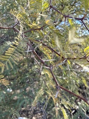 Prosopis juliflora