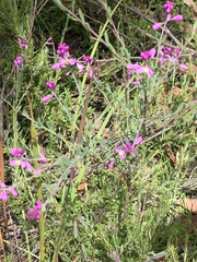 Comesperma retusum