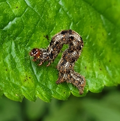 Pantherodes pardalaria