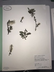 Salix arctophila