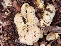 Lactarius alnicola
