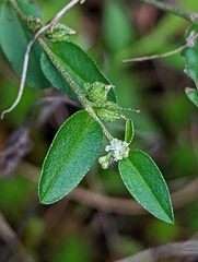 Croton michauxii elliptica