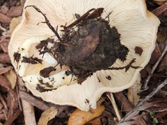 Lactarius alnicola