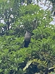 Eupetomena cirrochloris