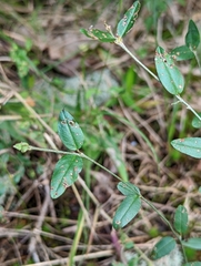 Croton michauxii elliptica