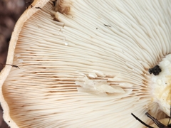 Lactarius alnicola