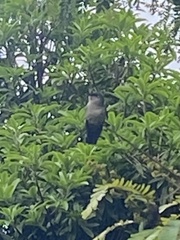 Eupetomena cirrochloris