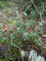 Croton michauxii elliptica