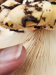 Lactarius alnicola