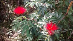Calliandra tweediei