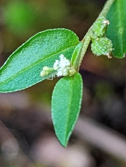 Croton michauxii elliptica