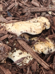 Lactarius alnicola