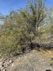Prosopis juliflora