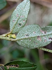 Croton michauxii elliptica