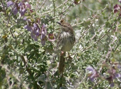 Prinia maculosa maculosa