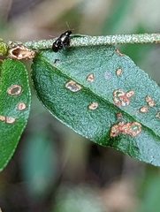 Croton michauxii elliptica