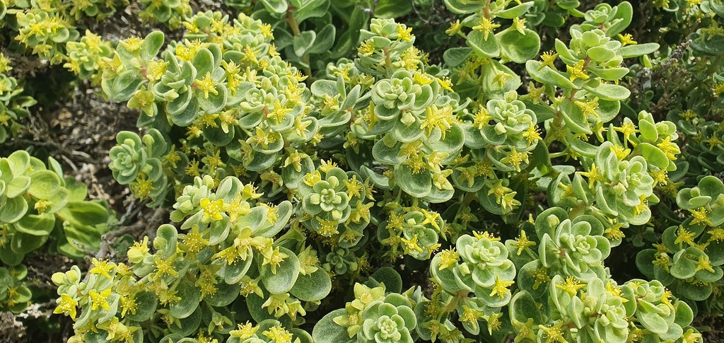Tetragonia