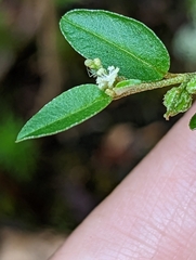 Croton michauxii elliptica