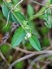 Croton michauxii elliptica
