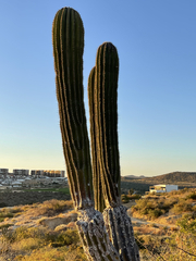 Pachycereus