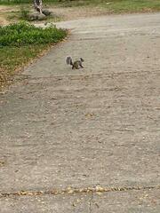 Sciurus stramineus