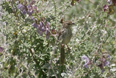 Prinia maculosa maculosa