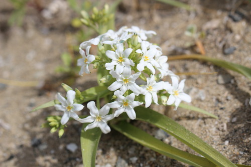Zephyra compacta (Zephyra compacta)