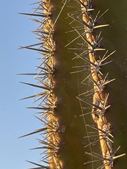 Pachycereus