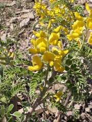 Sophora griffithii