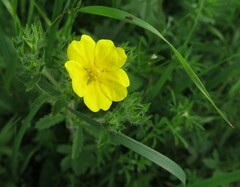 Potentilla adscharica